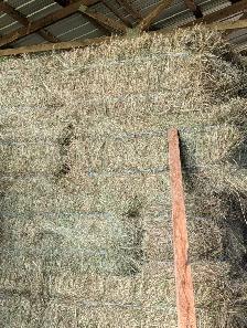 Horse quality grass small square bales for sale
