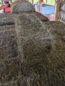 Horse quality grass small square bales for sale - Photo 2