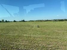 Second Cut Alfalfa