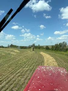 Second Cut Alfalfa - Photo 3