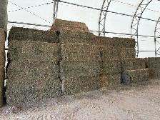 Second Cut Alfalfa - Photo 4