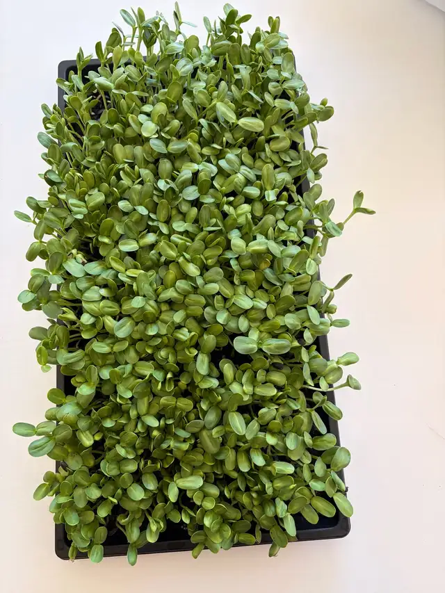 Local Microgreens Organically Grown