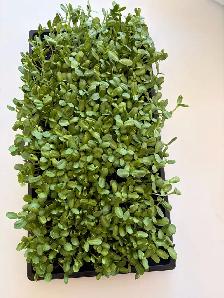 Local Microgreens Organically Grown