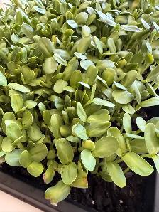 Local Microgreens Organically Grown - Photo 2