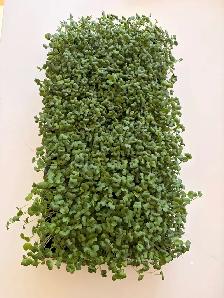 Local Microgreens Organically Grown - Photo 3