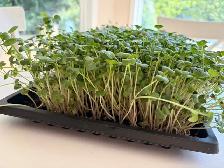 Local Microgreens Organically Grown - Photo 4