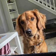 Golden Retriever Dog