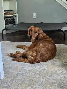 Golden Retriever Dog - Photo 2