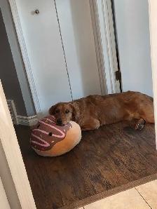 Golden Retriever Dog - Photo 3