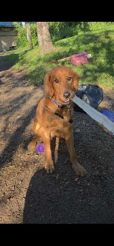 Golden Retriever Dog - Photo 4