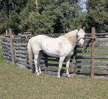 Friendly Gelding 13HH