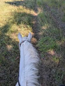 Friendly Gelding 13HH - Photo 2