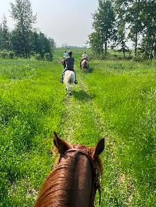 Friendly Gelding 13HH - Photo 4