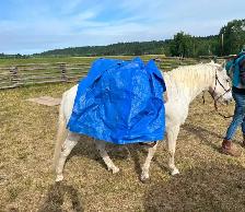 Friendly Gelding 13HH - Photo 6