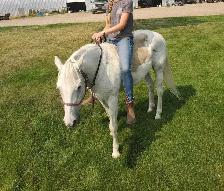 Friendly Gelding 13HH - Photo 7