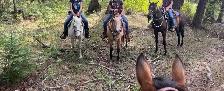 Friendly Gelding 13HH - Photo 8