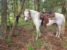 Friendly Gelding 13HH - Photo 9