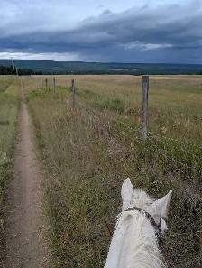 Friendly Gelding 13HH - Photo 10