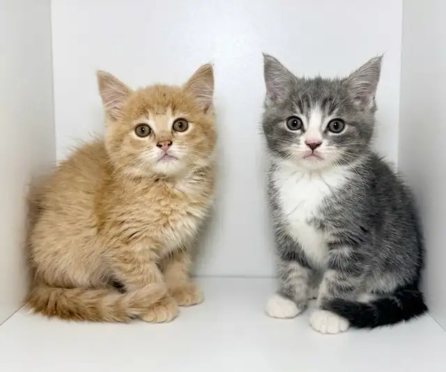 Tabby Kittens!