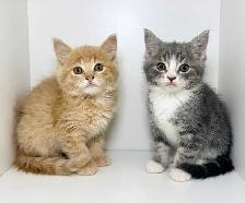 Tabby Kittens!