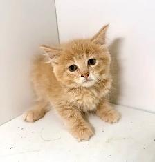 Tabby Kittens! - Photo 3