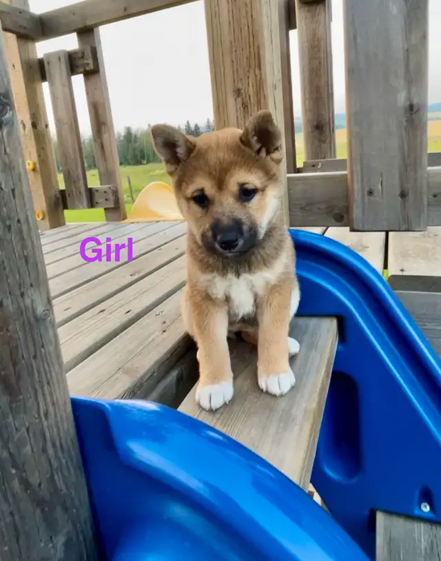 Shiba Inu Puppies