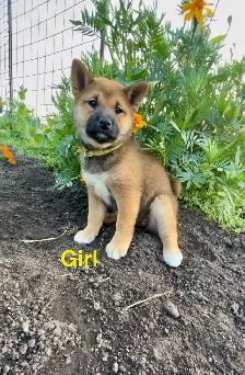 Shiba Inu Puppies - Photo 2