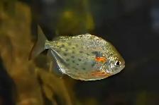 lots of fish, plecos, plants & more (see list below) - Photo 2