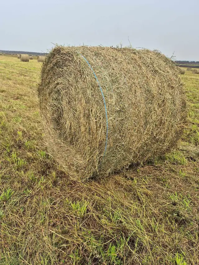 hay bales second cut