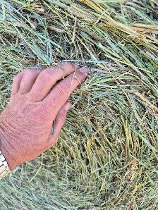 hay bales second cut - Photo 2