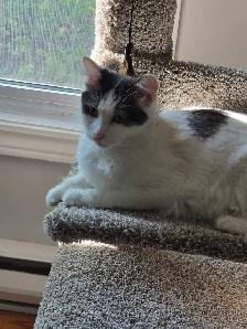 2 year old female cat available - Photo 5
