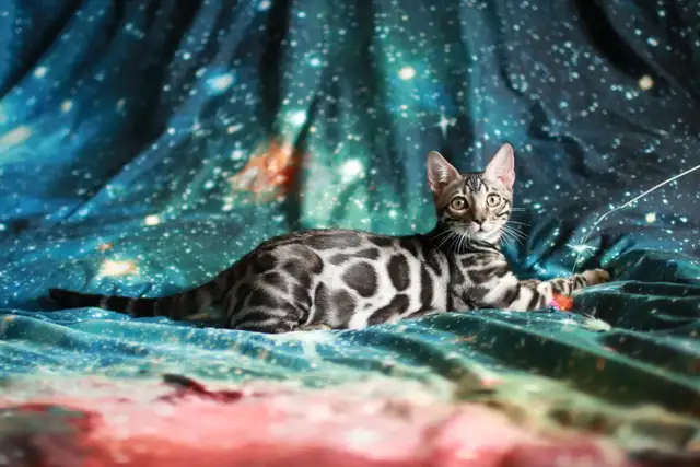 Bengal Kittens