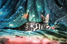 Bengal Kittens