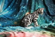 Bengal Kittens - Photo 2