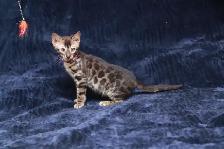 Bengal Kittens - Photo 3