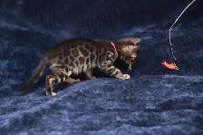 Bengal Kittens - Photo 4