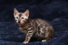 Bengal Kittens - Photo 5