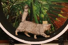 Bengal Kittens - Photo 8
