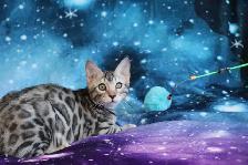 Bengal Kittens - Photo 10