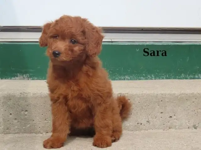 Mini Golden doodle F1B