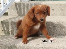 Mini Golden doodle F1B - Photo 2