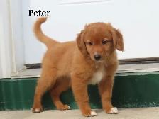 Mini Golden doodle F1B - Photo 3