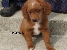 Mini Golden doodle F1B - Photo 4