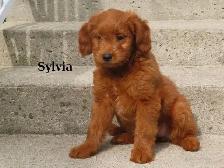 Mini Golden doodle F1B - Photo 5