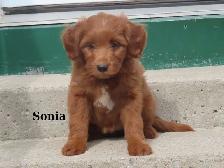 Mini Golden doodle F1B - Photo 6