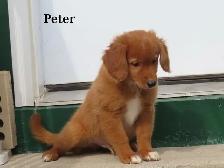 Mini Golden doodle F1B - Photo 7