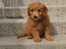 Mini Golden doodle F1B - Photo 8