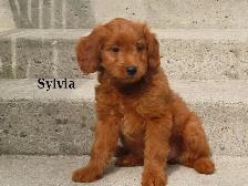 Mini Golden doodle F1B - Photo 9