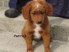 Mini Golden doodle F1B - Photo 10