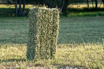 Small square bales hay